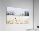 Fingal winter farmyard Acrylic Print