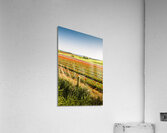 Wynyard Tulips Acrylic Print