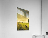 Overcast sky above herd of cows on pasture Acrylic Print