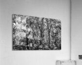 Wild grey Acrylic Print