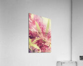 Bottle Brush flower species digital painting Acrylic Print
