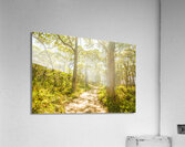 Wondersome Acrylic Print