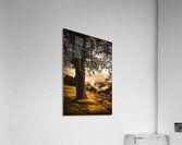 Beautiful autumn tree landscape in a serene park Acrylic Print