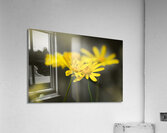 An Organic Connection Acrylic Print