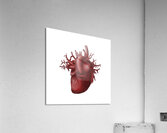 Human heart medical diagram isolated on white Acrylic Print