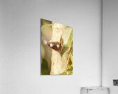 Wooded wildlife Acrylic Print