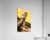 A predators portrait Acrylic Print