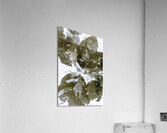 Spectral  Acrylic Print