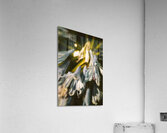 Vintage Agapanthus flower Acrylic Print