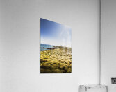 Windy meadows Acrylic Print