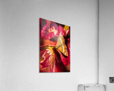 Wildlife wilderness Acrylic Print