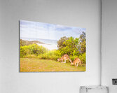 Hooroo from Australia Acrylic Print