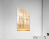Misty woods Acrylic Print