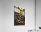 Mary Cairncross Scenic Reserve Acrylic Print