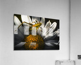 Australian grasshopper on flowers. Spring concept Acrylic Print