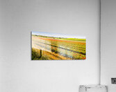 Tulip Tas Mania Acrylic Print