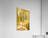 Waywoods  Acrylic Print