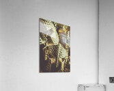 Spartan 300 Acrylic Print