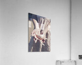 Hands Holding Large Seashell Acrylic Print