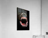 Shark attack Acrylic Print