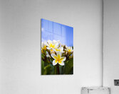 Beautiful white frangipani flowers Acrylic Print
