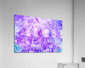 Verola  Acrylic Print