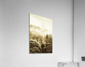 Rustic Tasmanian rural forest Acrylic Print