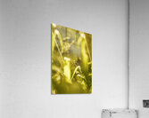 Jungle butterfly Acrylic Print