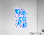 Gazania blue Acrylic Print