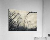 Haunting wood Acrylic Print