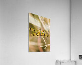 Wooded dragonfly Acrylic Print