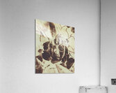 As one Acrylic Print