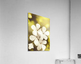 Pale wildflowers Acrylic Print