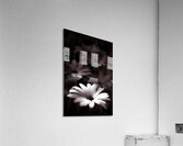 Field Of Daisies Acrylic Print