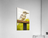 Australian Kookaburra Acrylic Print