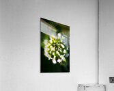 Blooming Flora Acrylic Print