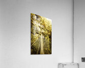 Canopy crossing Acrylic Print