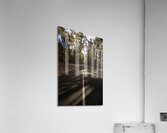 Forestry road landscape Acrylic Print