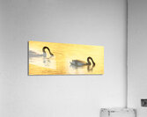 Duck Duck Swan Acrylic Print