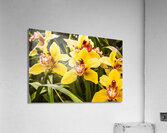 Exotic orchids  Acrylic Print