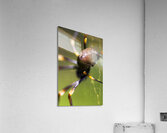 Golden Orb Spider Acrylic Print