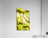 Mothballed Acrylic Print