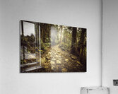 Tasmanian forest path Acrylic Print