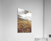 Afternoon pastures  Acrylic Print