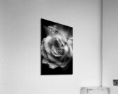 Rose n rain Acrylic Print