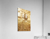 Tasmania farm sunrise Acrylic Print