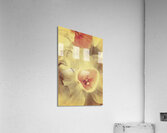 Weathered and faded daffodils Acrylic Print