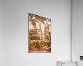 Autumn gold Acrylic Print
