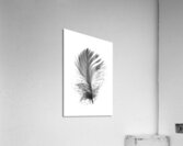 Feathermin Acrylic Print