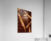 Abstract feathers falling on brown background Acrylic Print